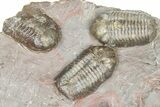Cluster Of Six Colorful Austerops Trilobites - Jorf Morocco #362872-2